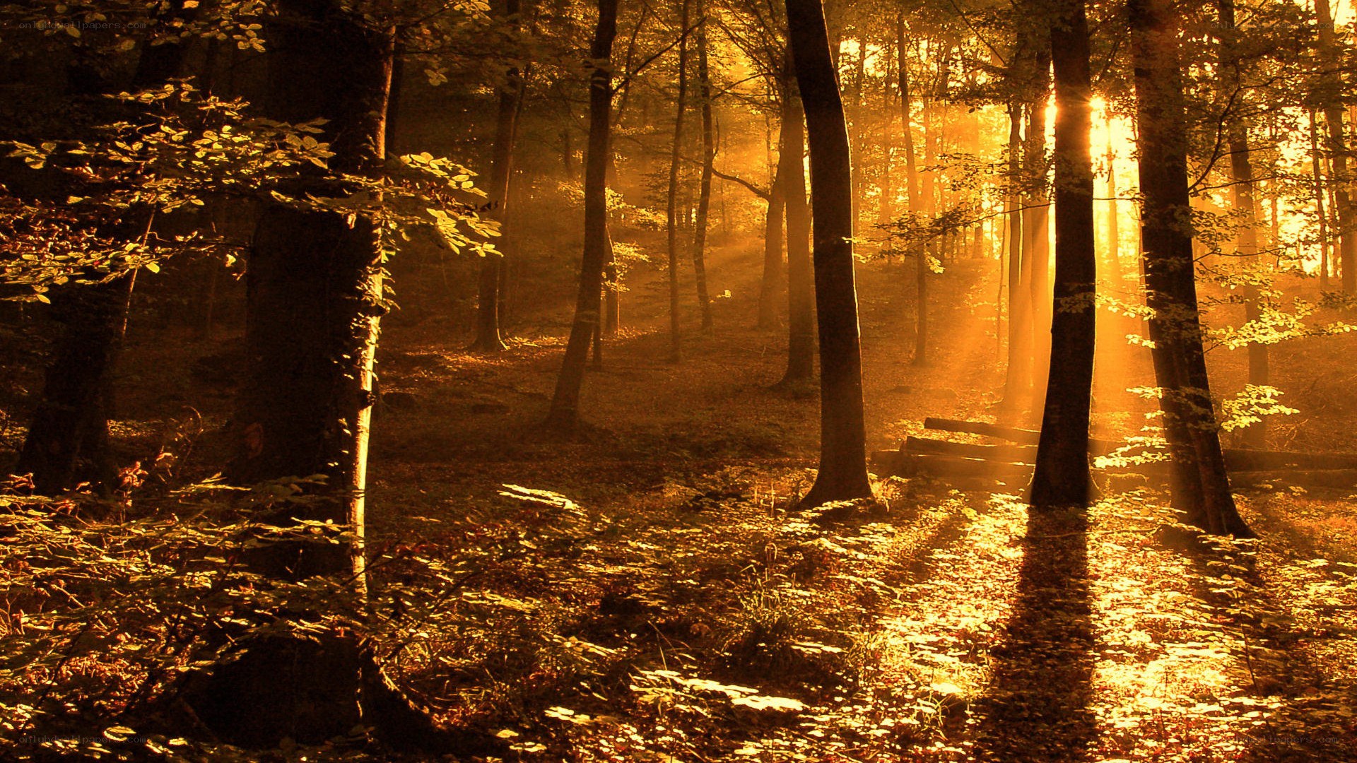 Sunlight through the forest
