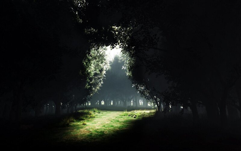 Sunlight through the forest