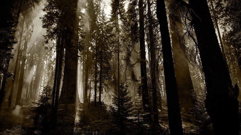 Sunlight through the forest