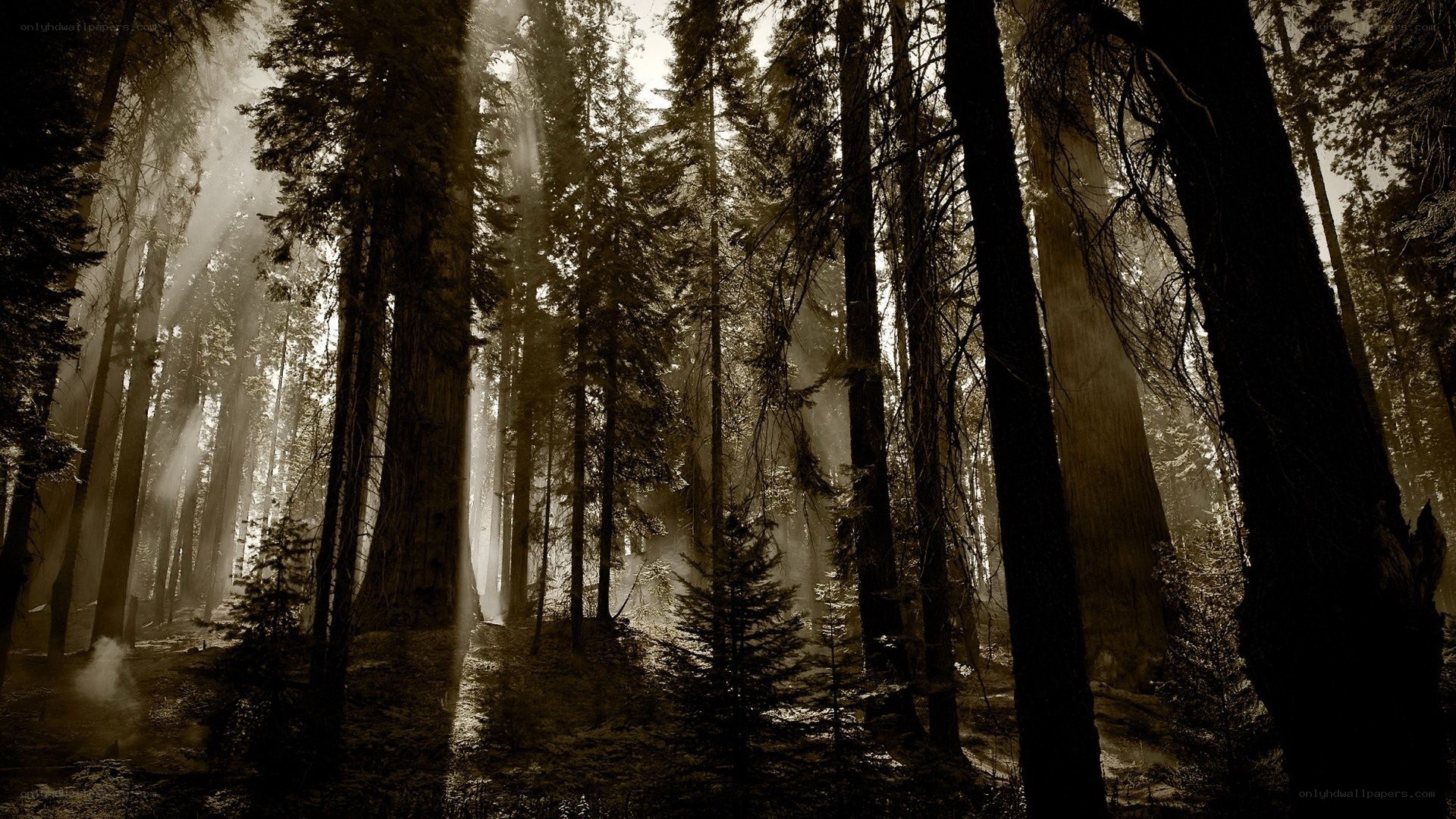 Sunlight through the forest