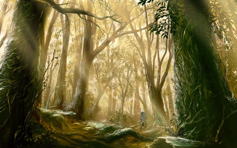 Sunlight through the forest
