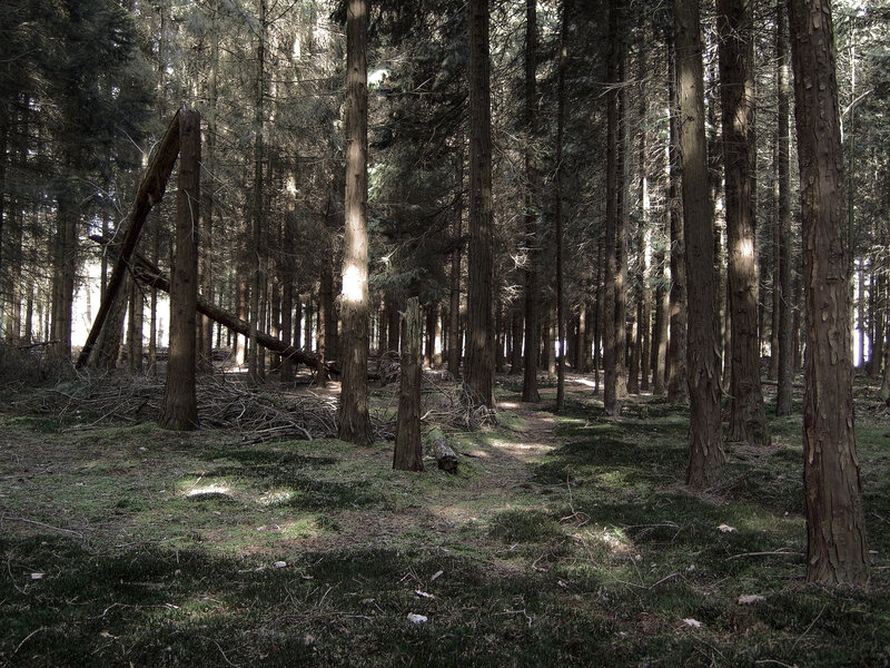 Sunlight through the forest