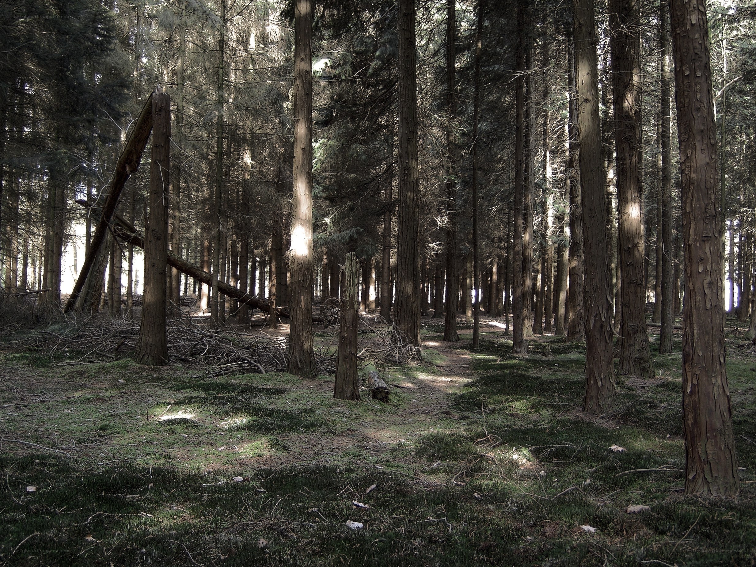 Sunlight through the forest
