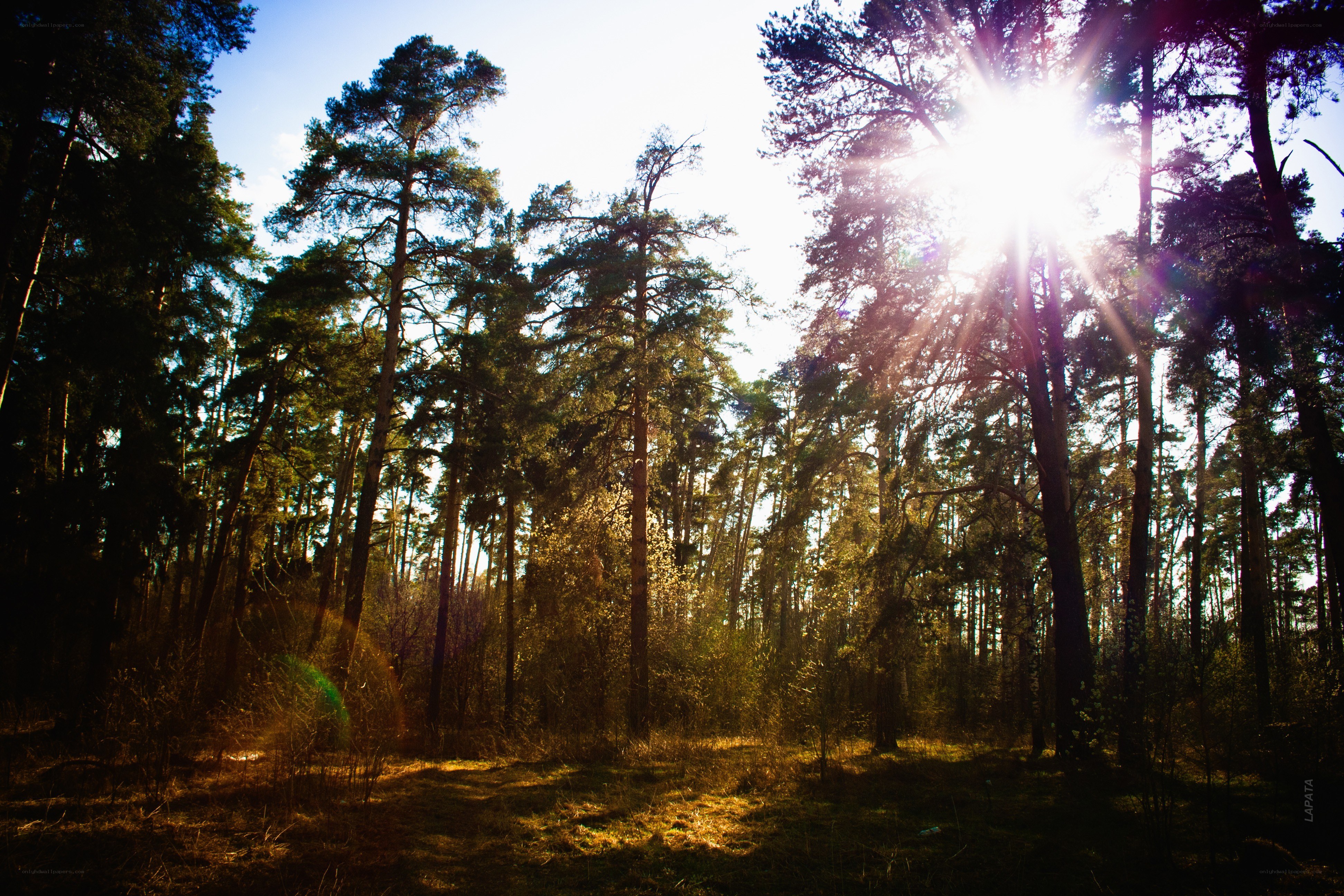 Sunlight through the forest