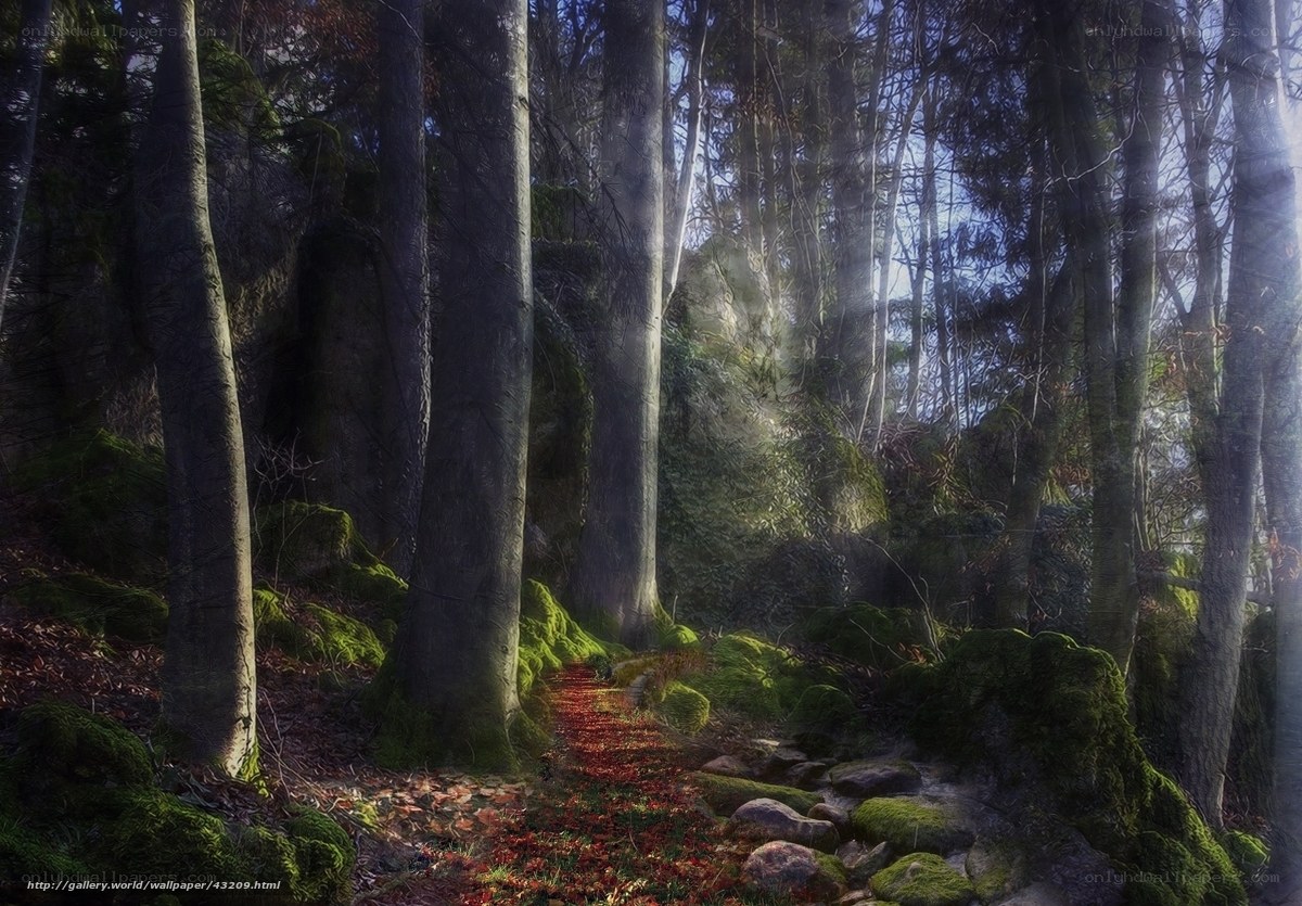 Sunlight through the forest