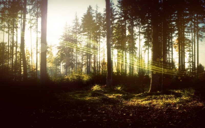 Sunlight through the forest