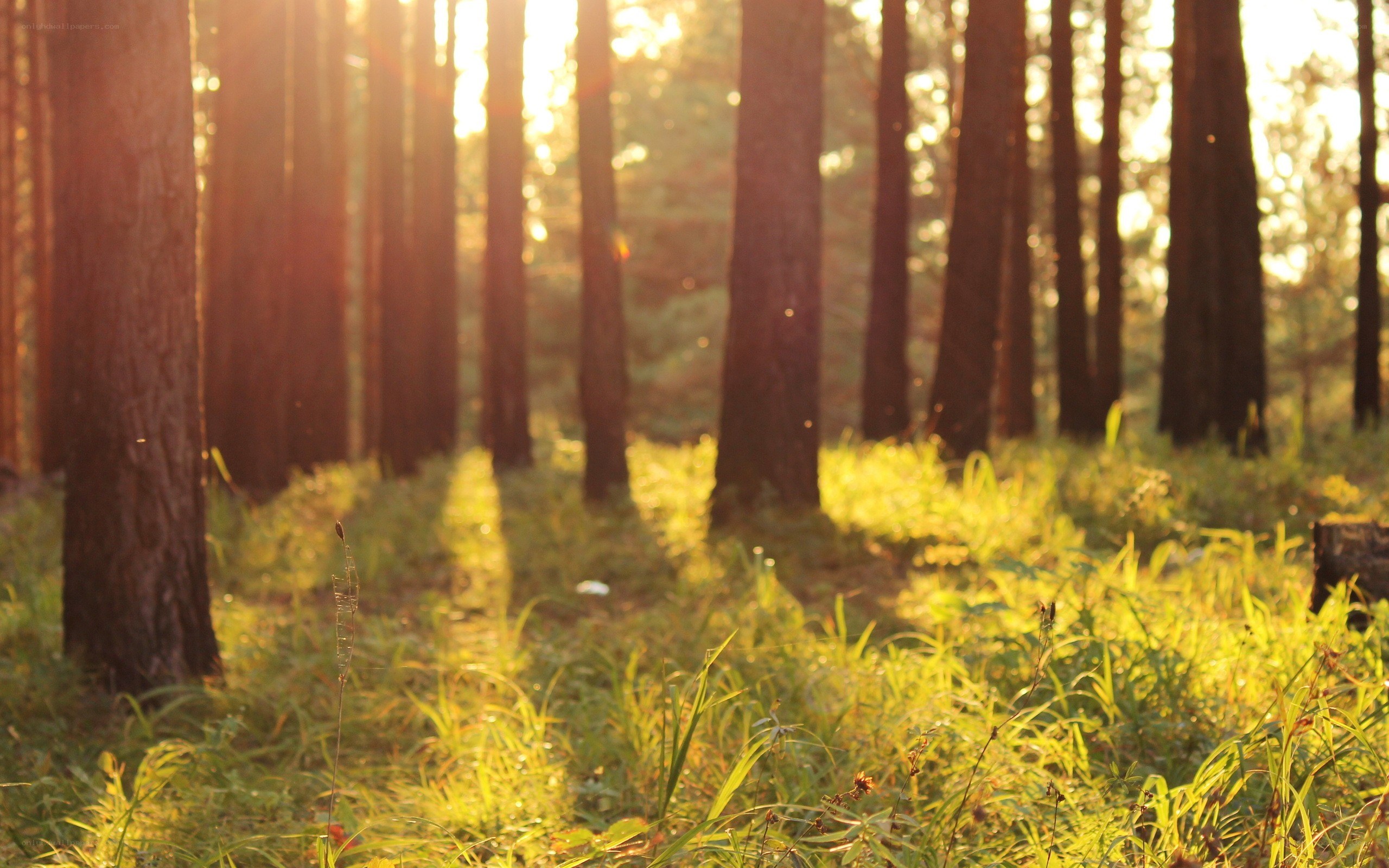 Sunlight through the forest