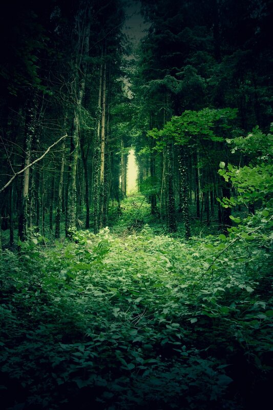 Sunlight through the forest