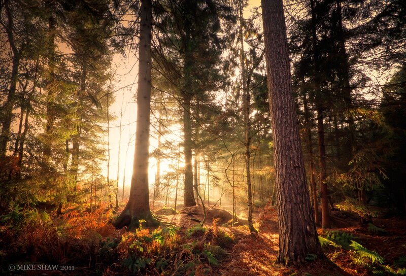 Sunlight through the forest