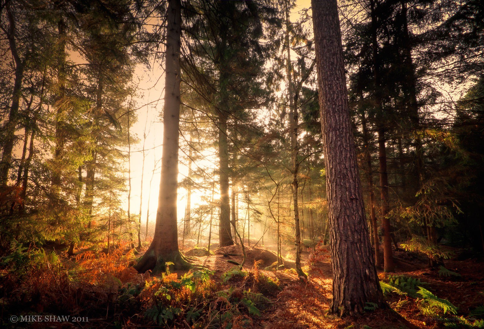 Sunlight through the forest