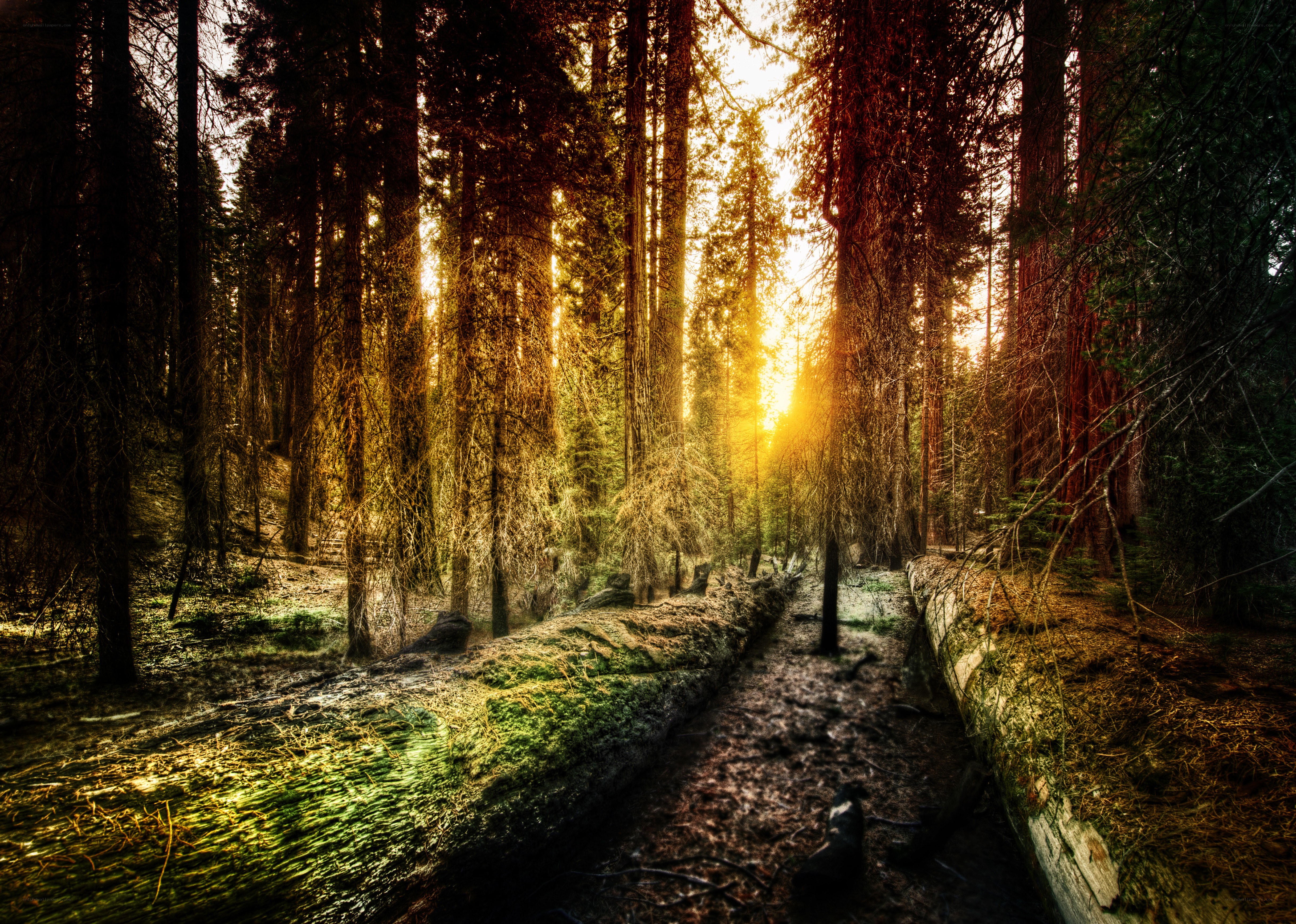 Sunlight through the forest