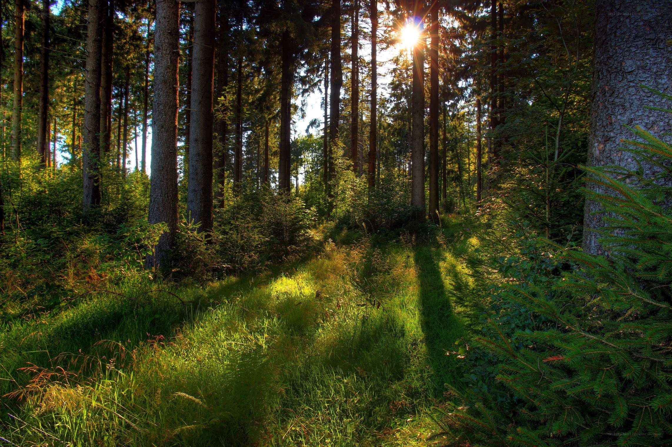 Sunlight through the forest