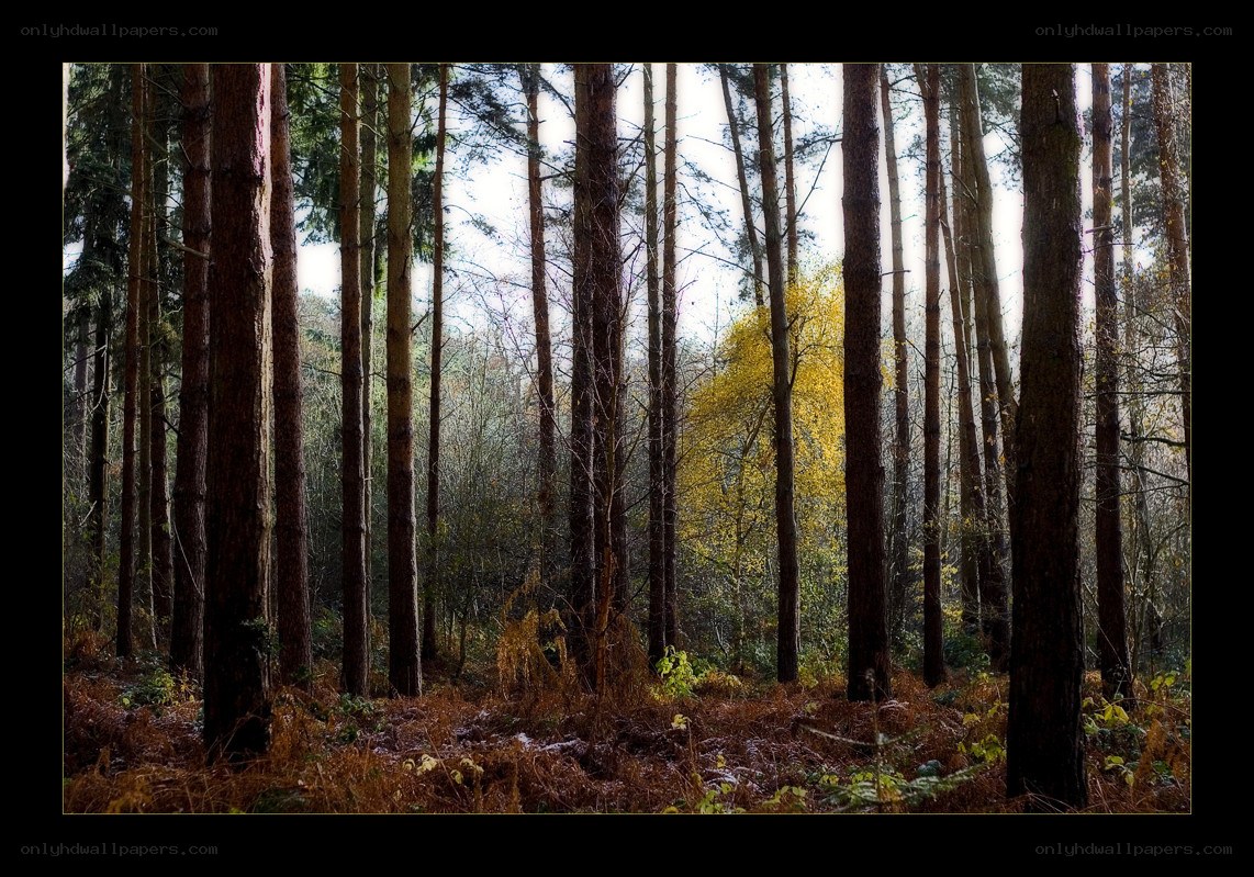 Sunlight through the forest