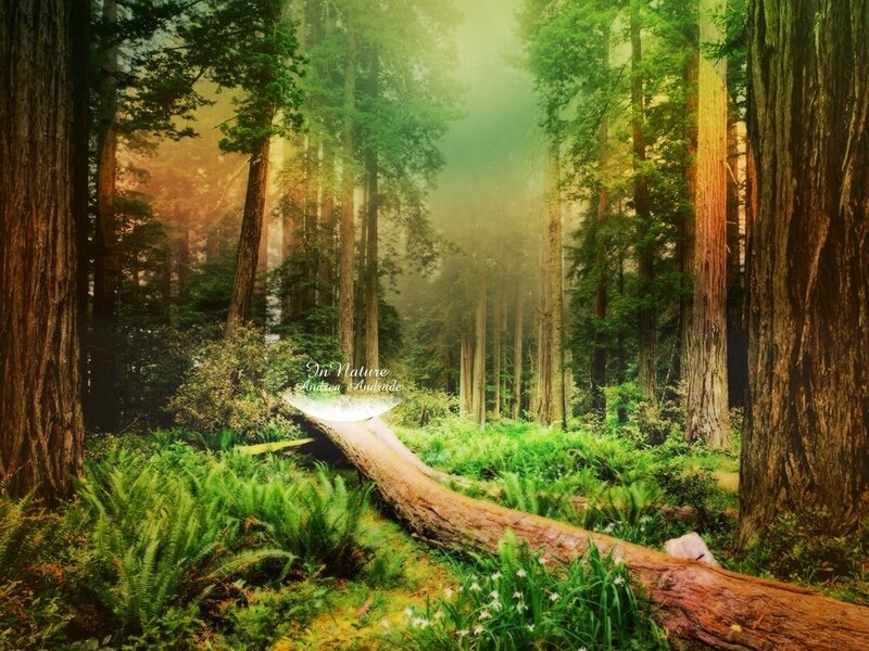 Sunlight through the forest