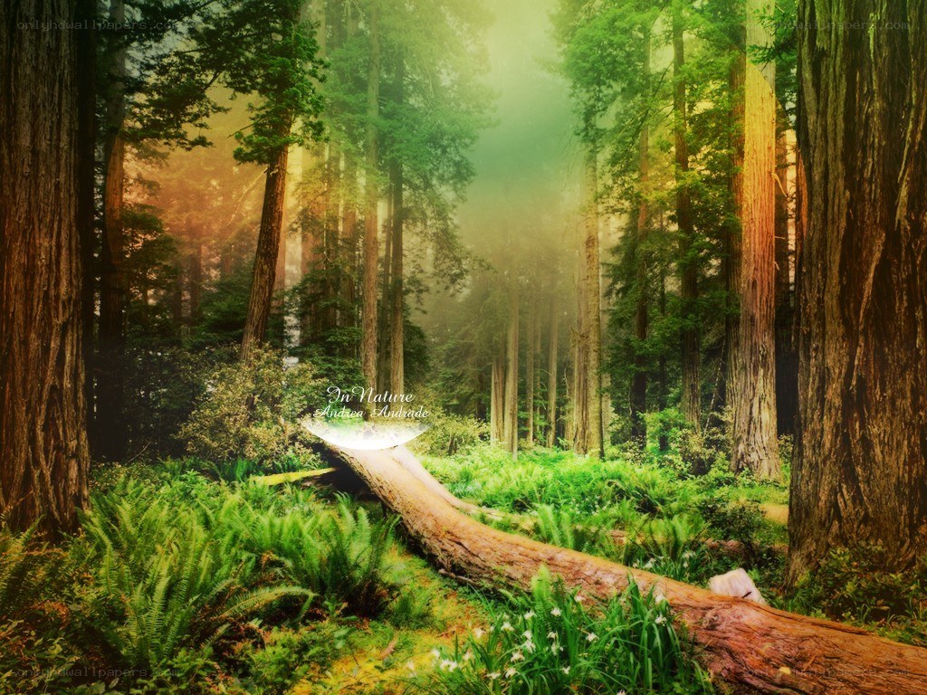Sunlight through the forest