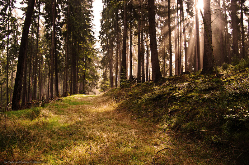 Sunlight through the forest