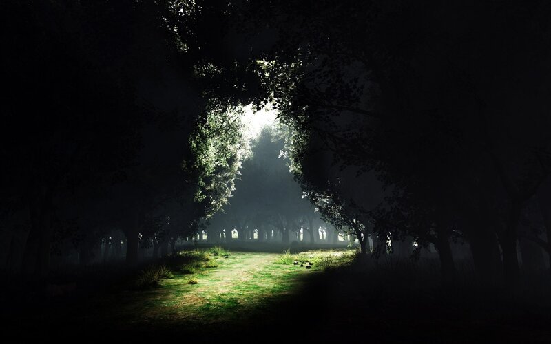 Sunlight through the forest