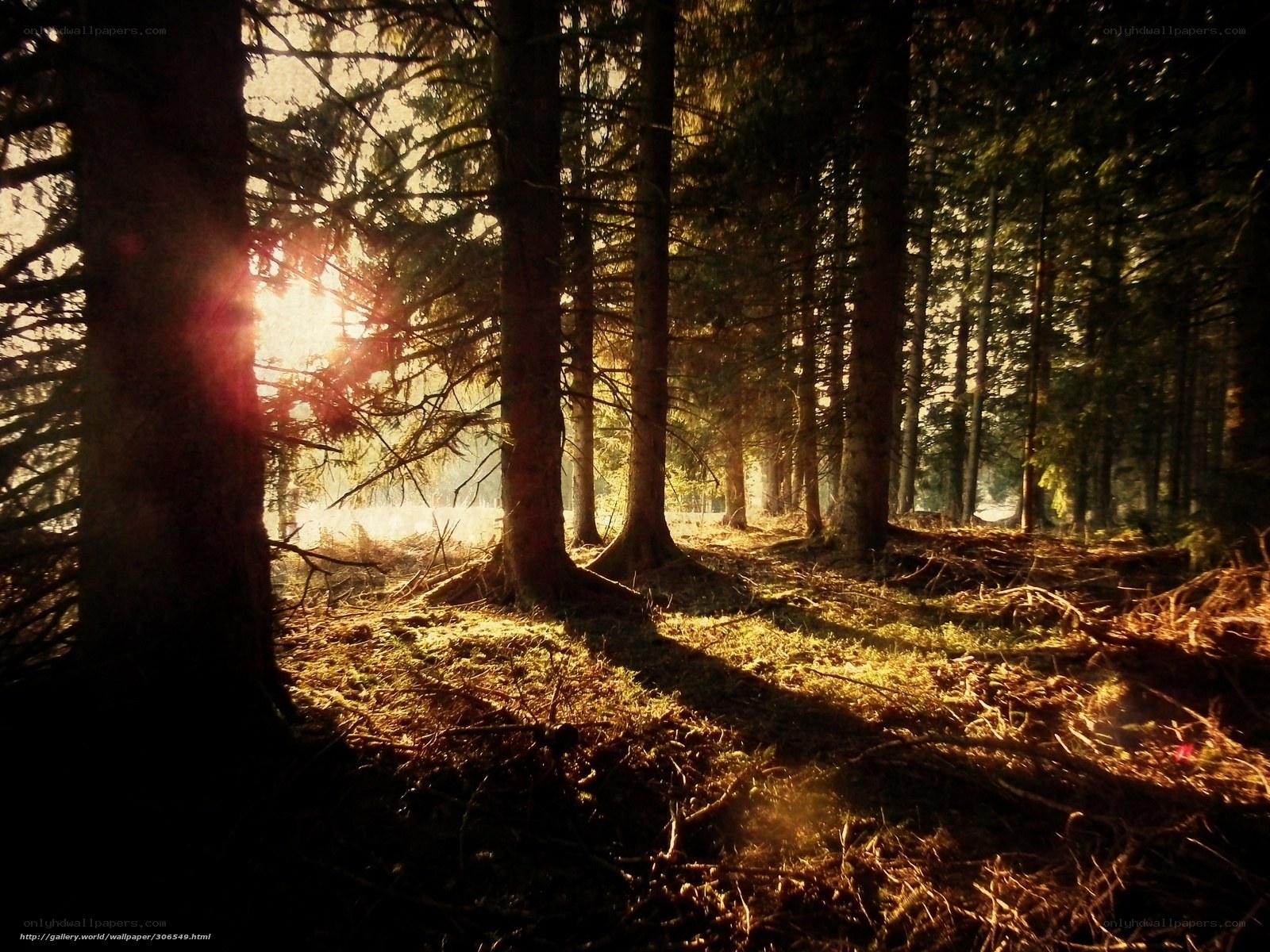 Sunlight through the forest