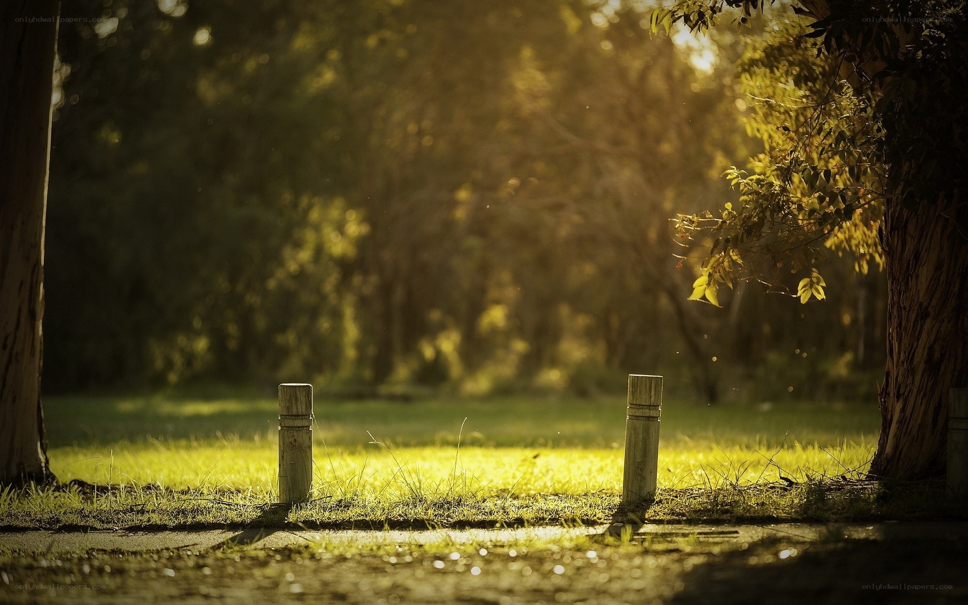Sunlight through the trees