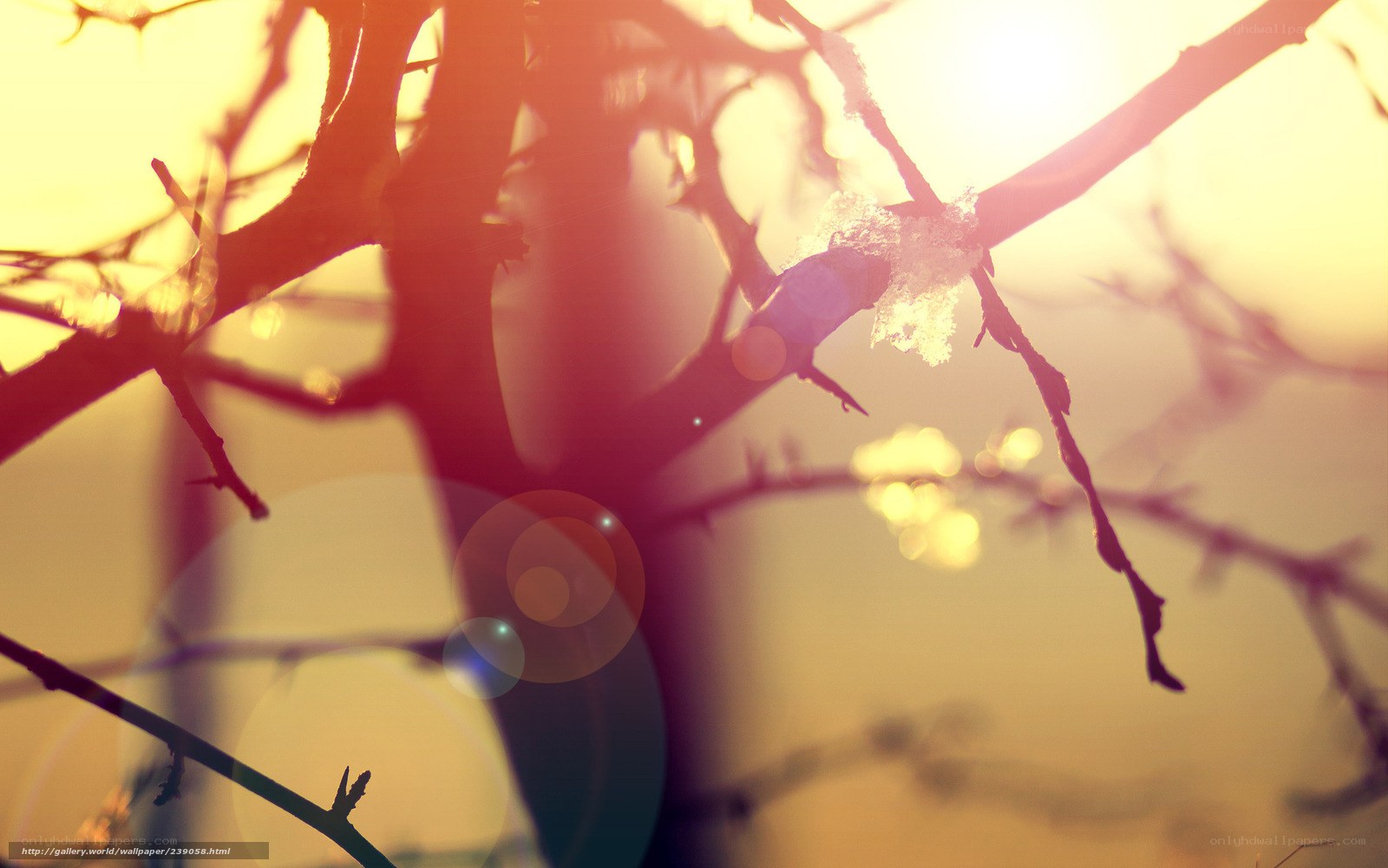 Sunlight through thorny branches