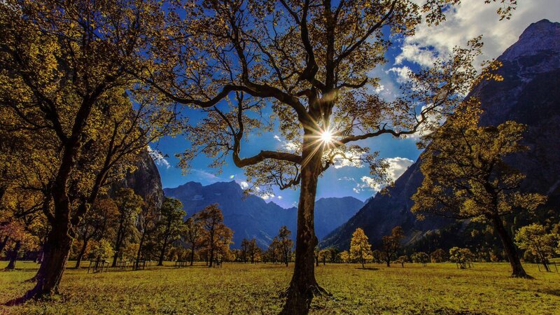 Sunlight Through Tree — Blue