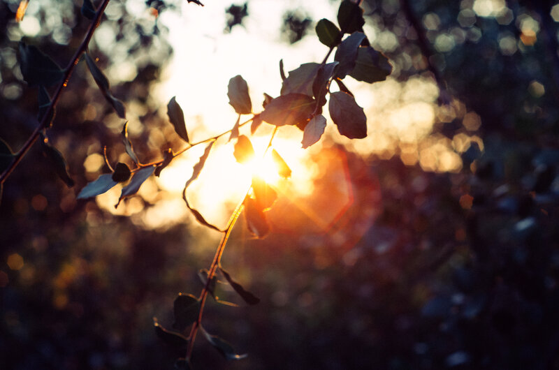 Sunlight Through Tree Branch