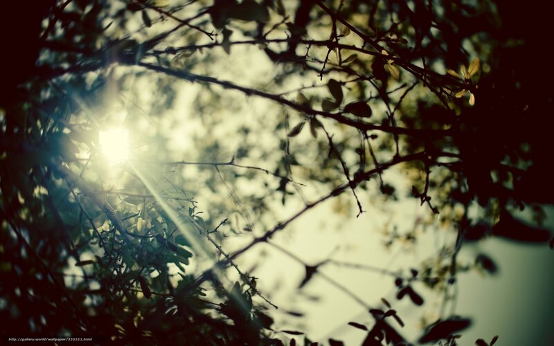Sunlight through tree branches
