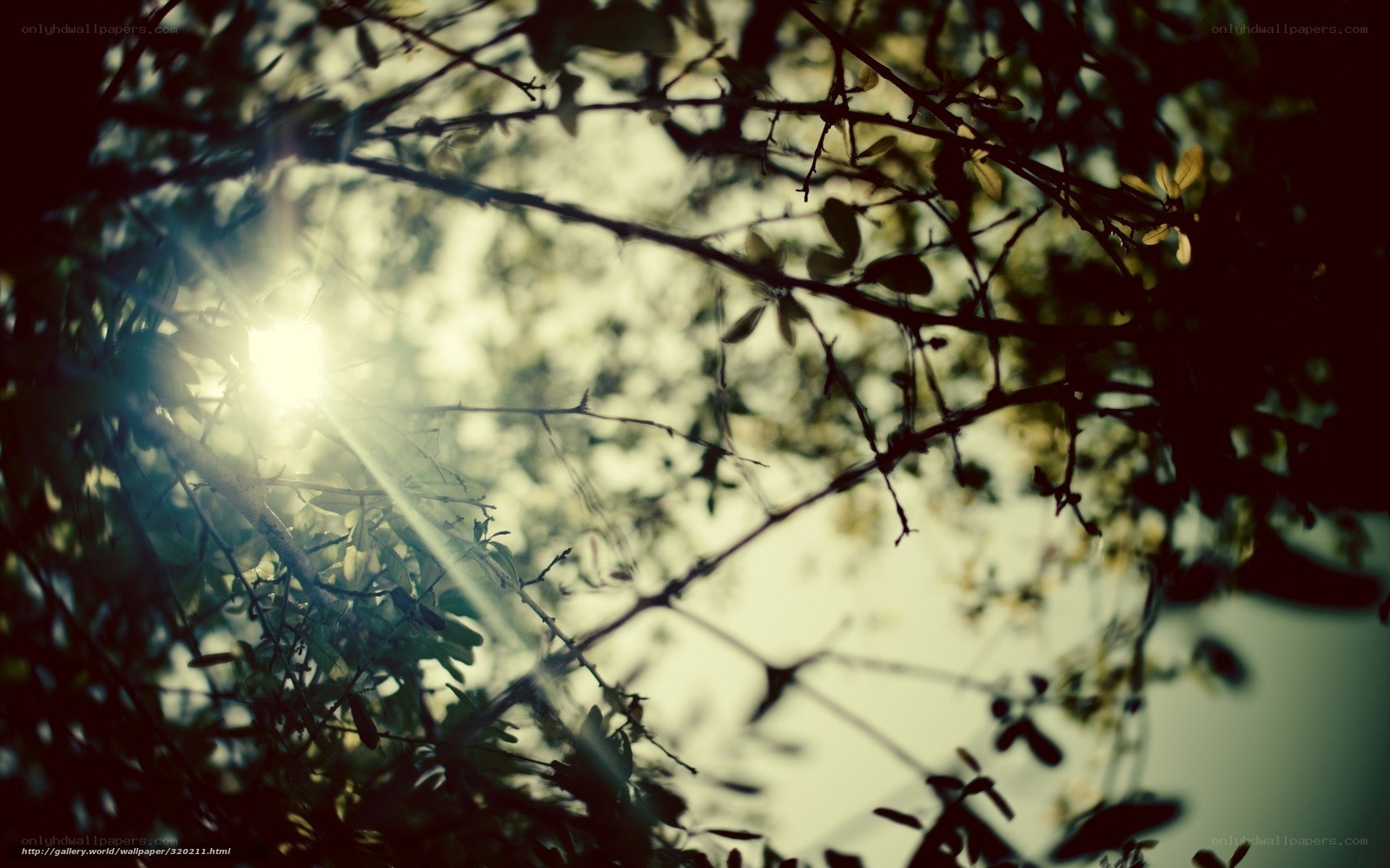 Sunlight through tree branches