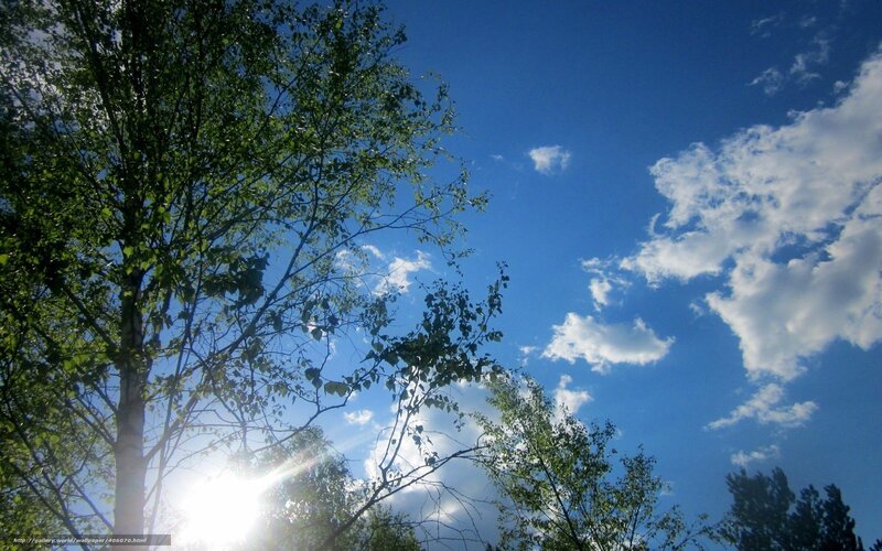 Sunlight through tree branches