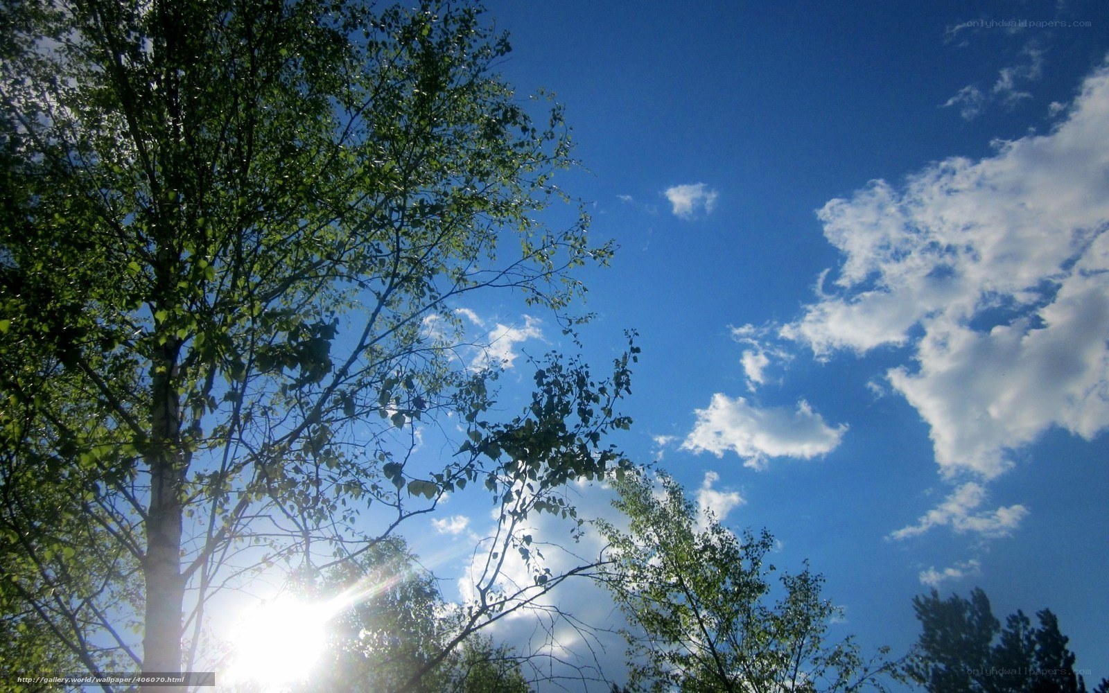 Sunlight through tree branches