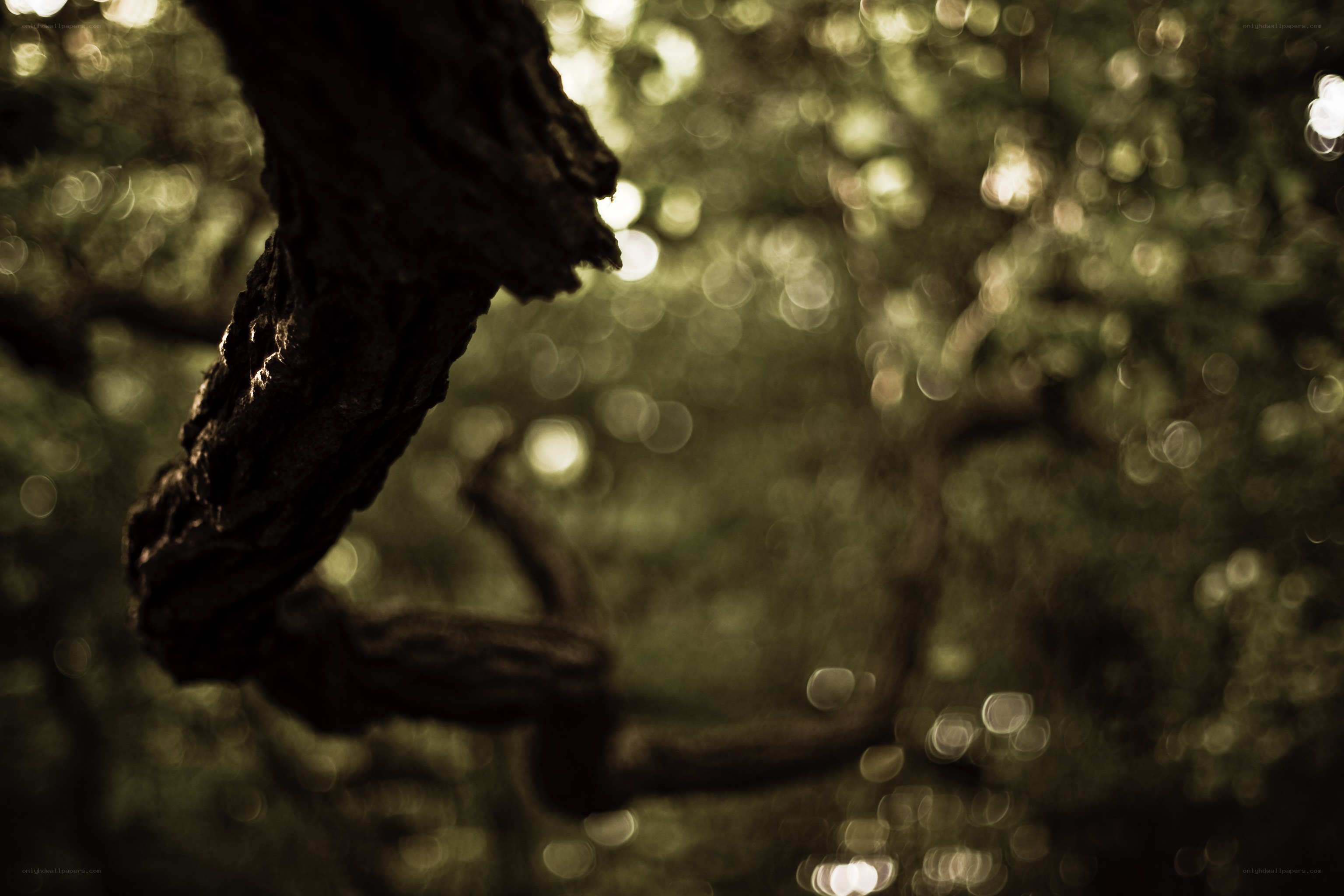 Sunlight through tree branches