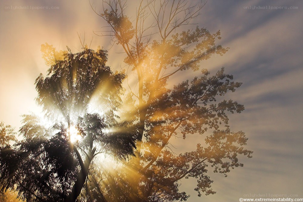 Sunlight through tree branches