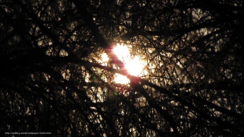 Sunlight through tree branches