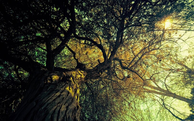 Sunlight through tree branches