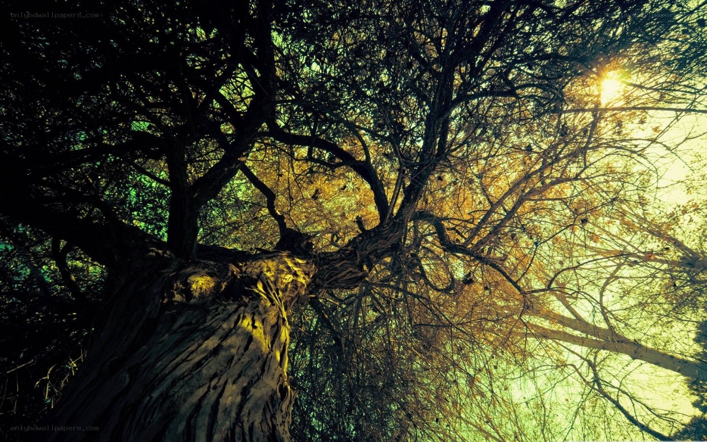 Sunlight through tree branches