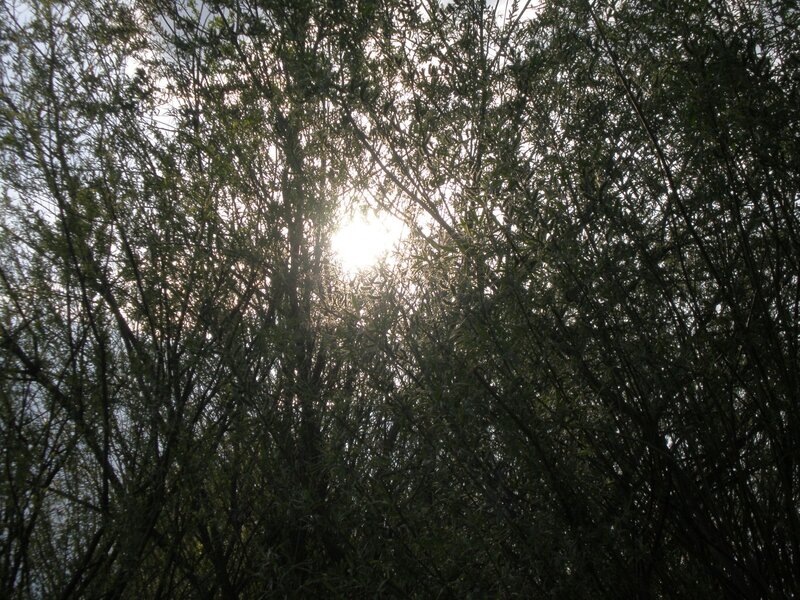 Sunlight through tree branches