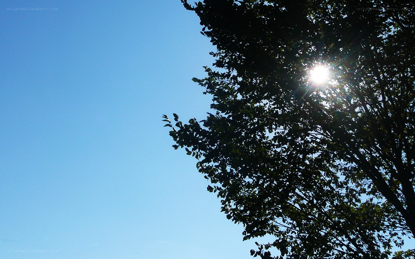 Sunlight through tree branches