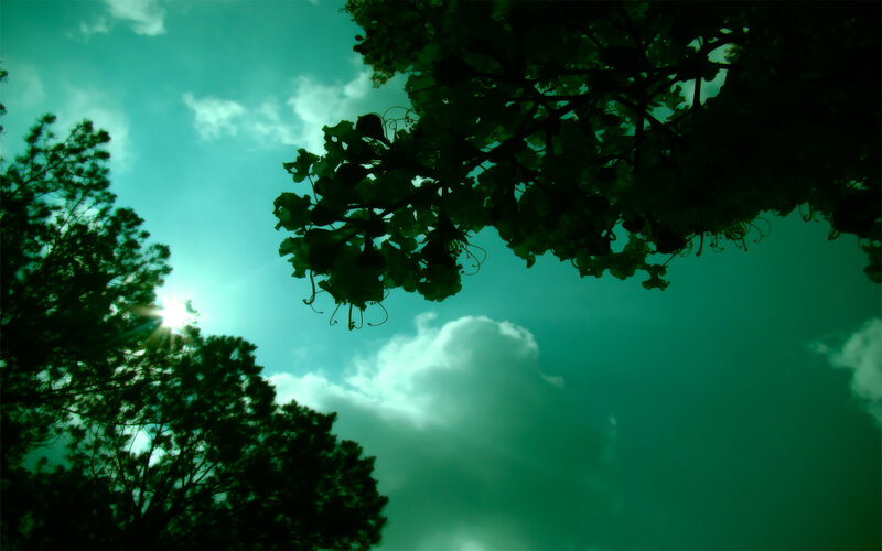 Sunlight through tree branches