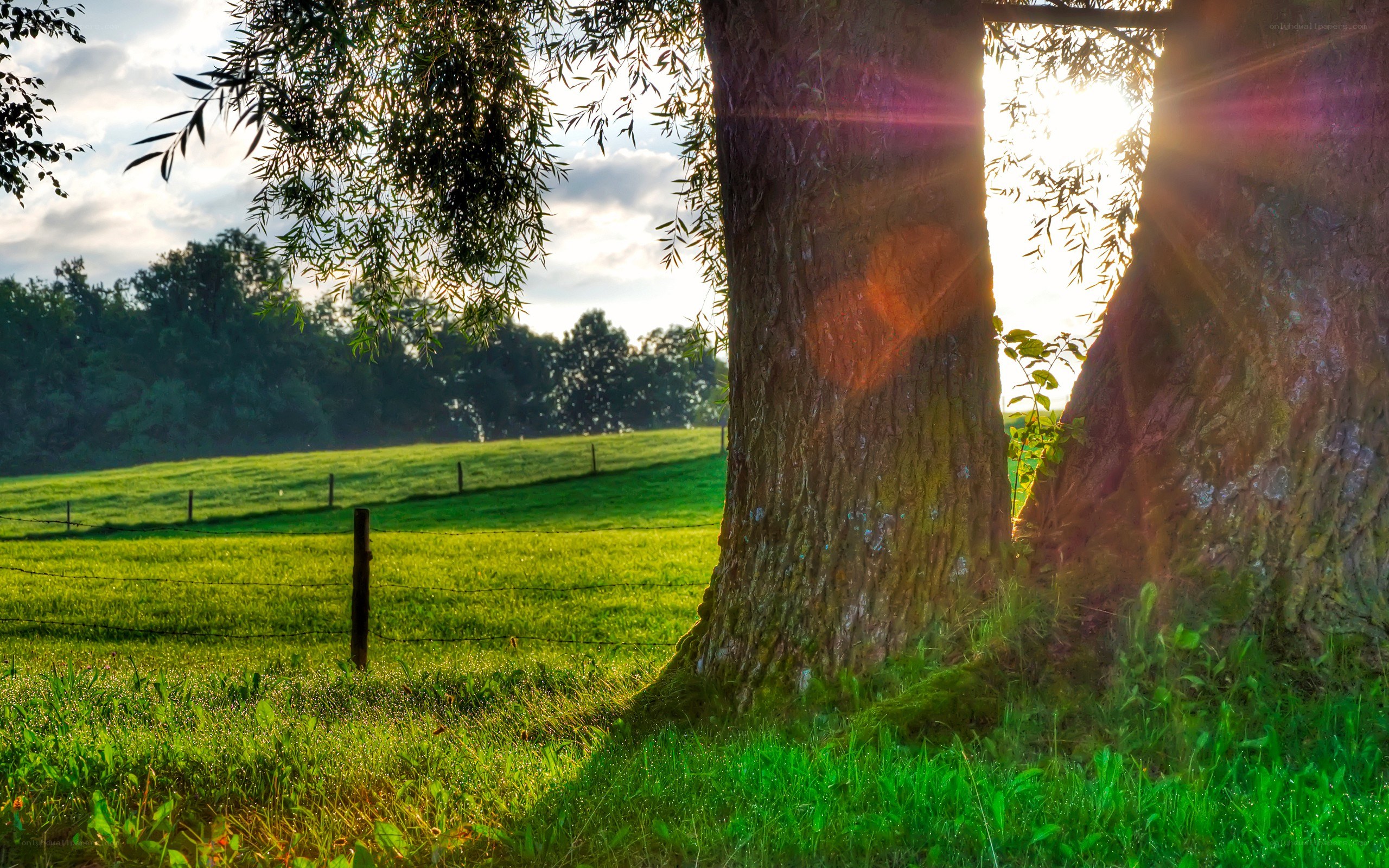 Sunlight through tree branches