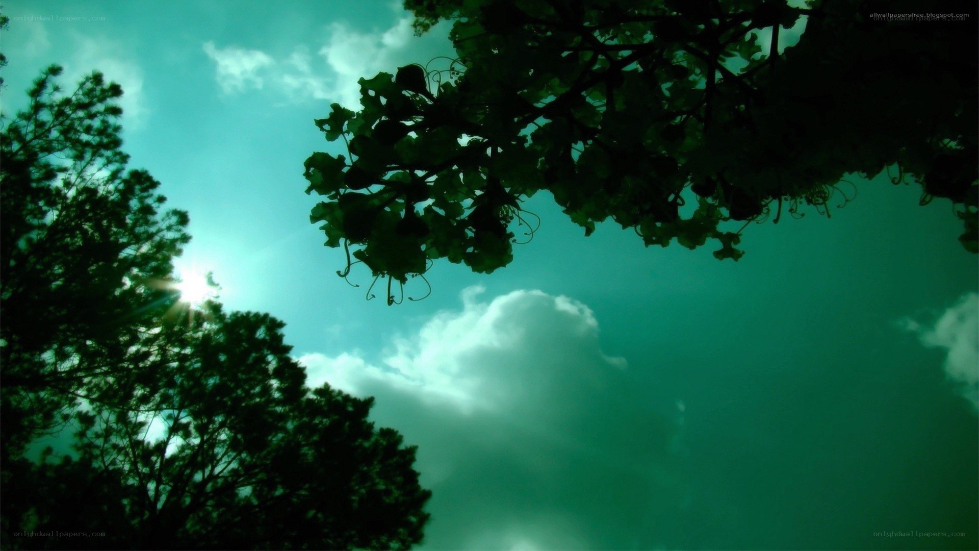 Sunlight through tree branches