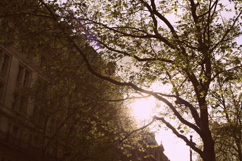 Sunlight through tree branches