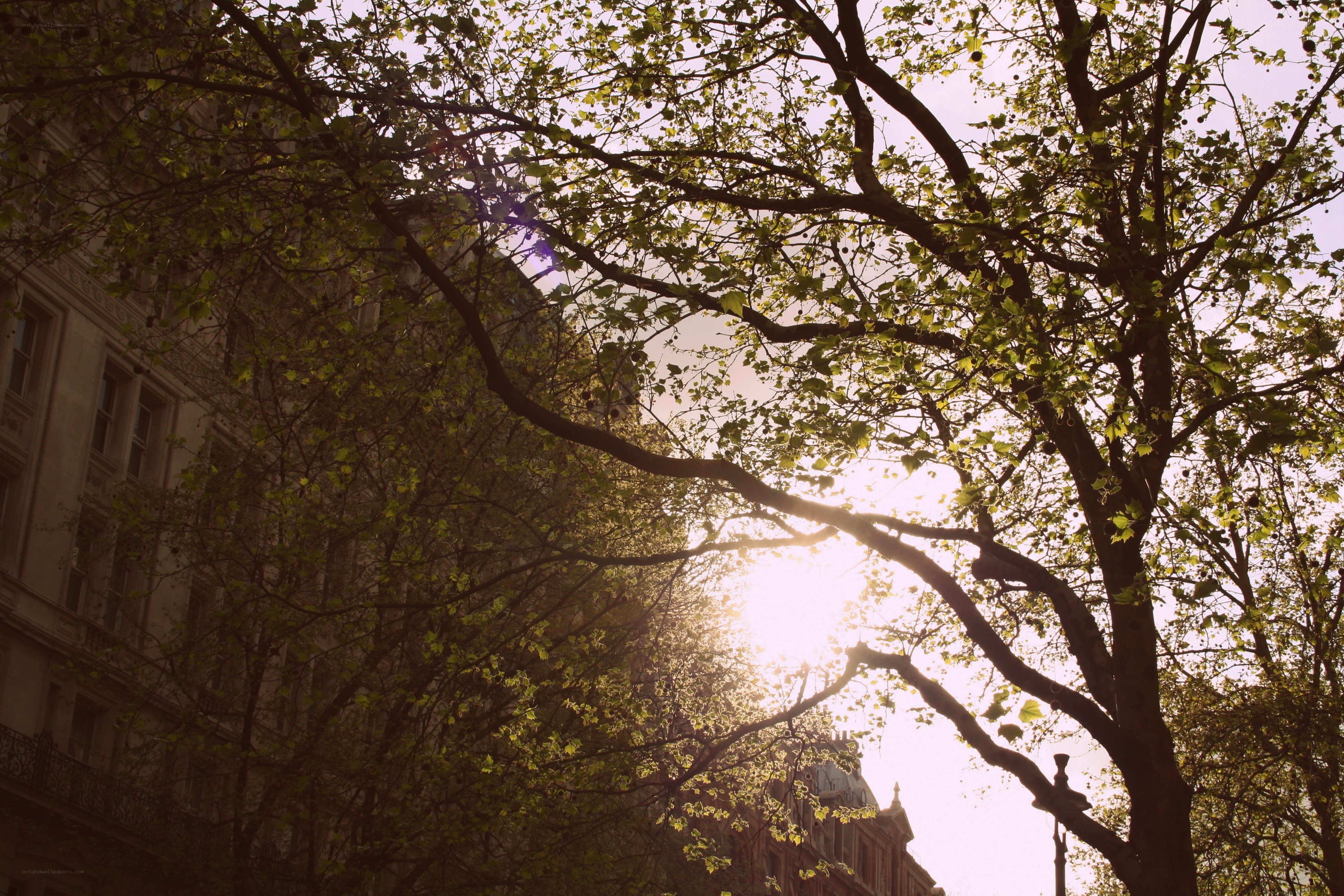 Sunlight through tree branches