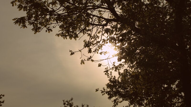 Sunlight through tree branches