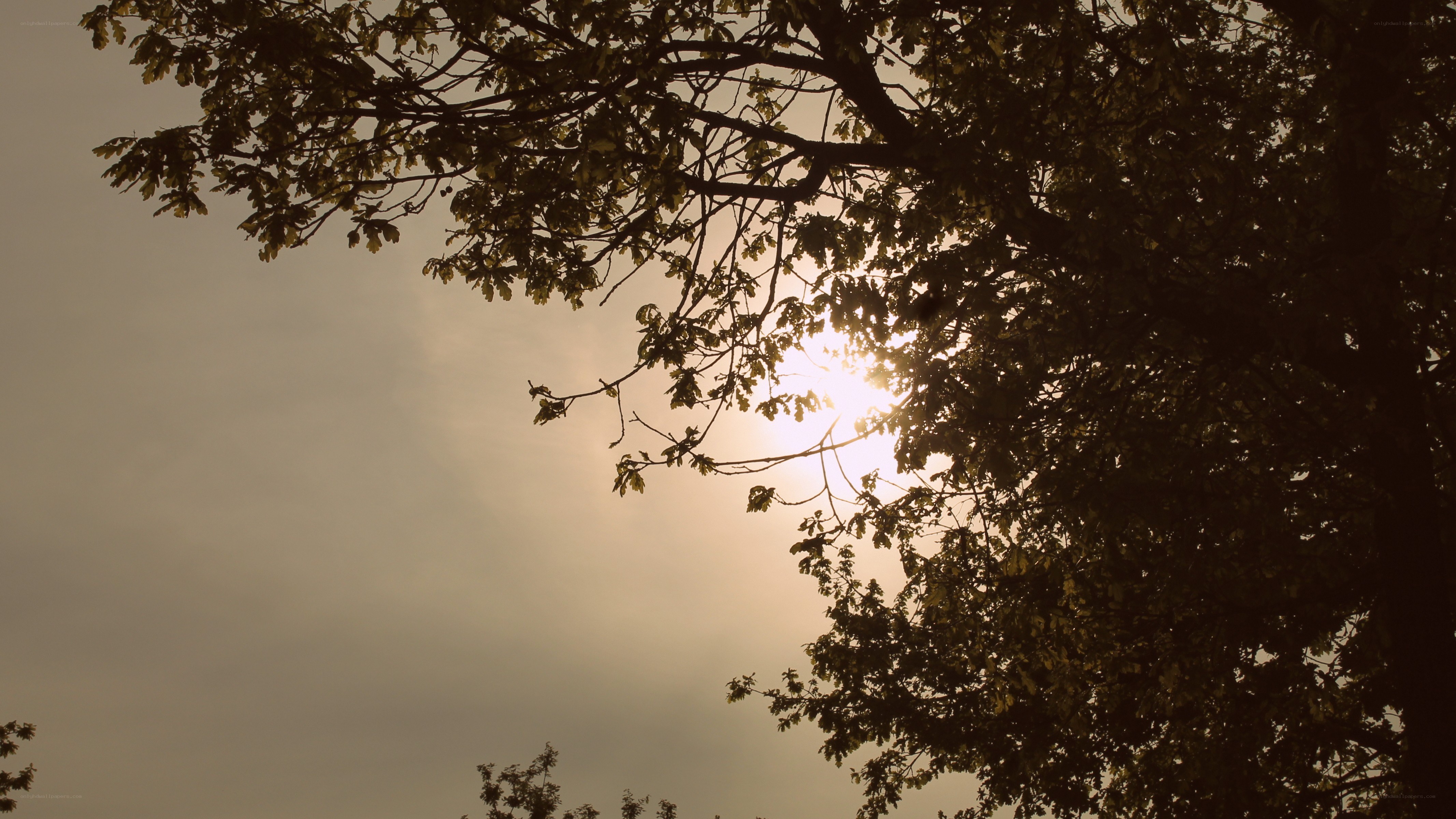 Sunlight through tree branches