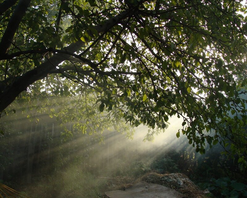 Sunlight through tree branches