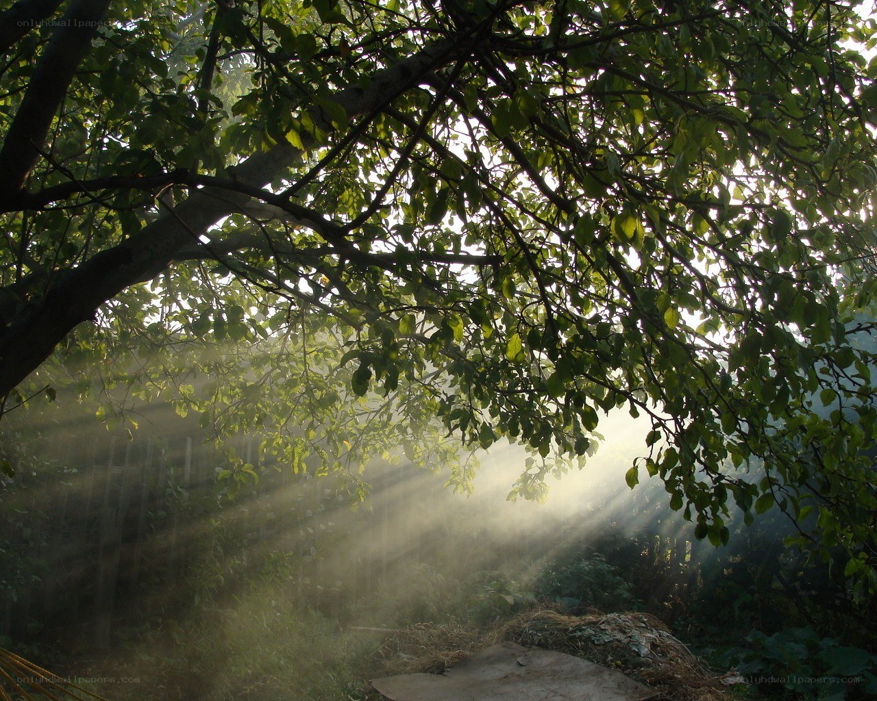 Sunlight through tree branches