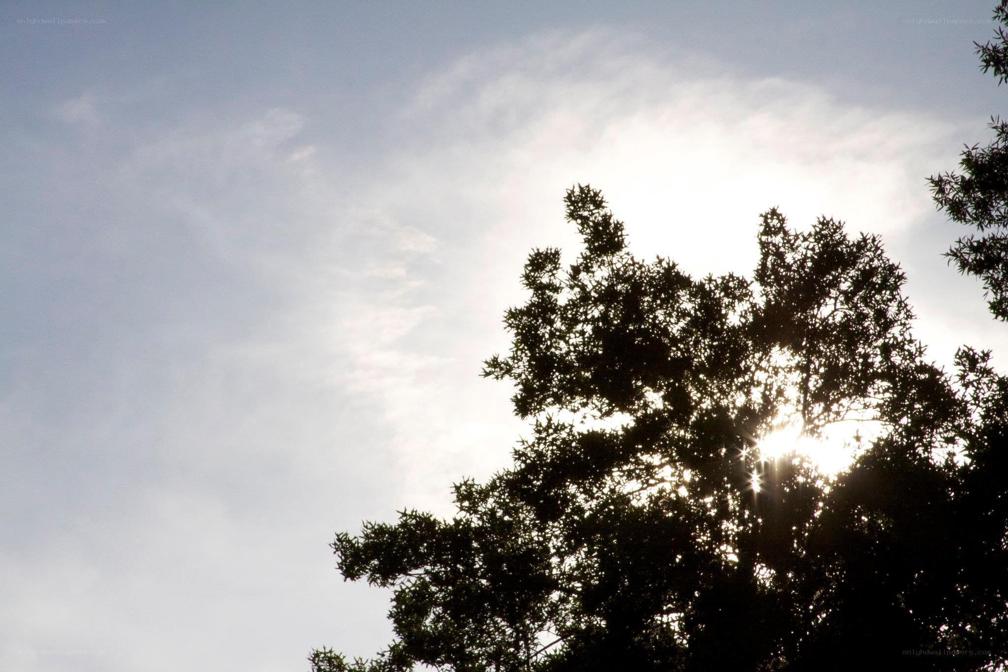 Sunlight through tree branches