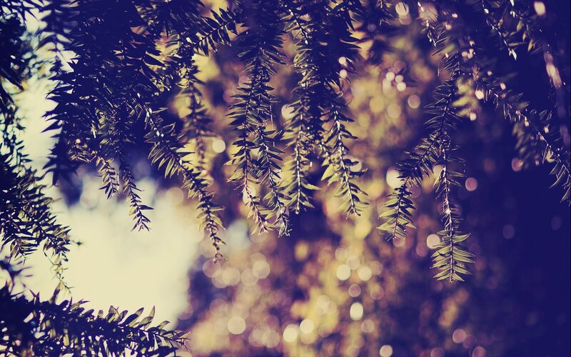 Sunlight through tree branches