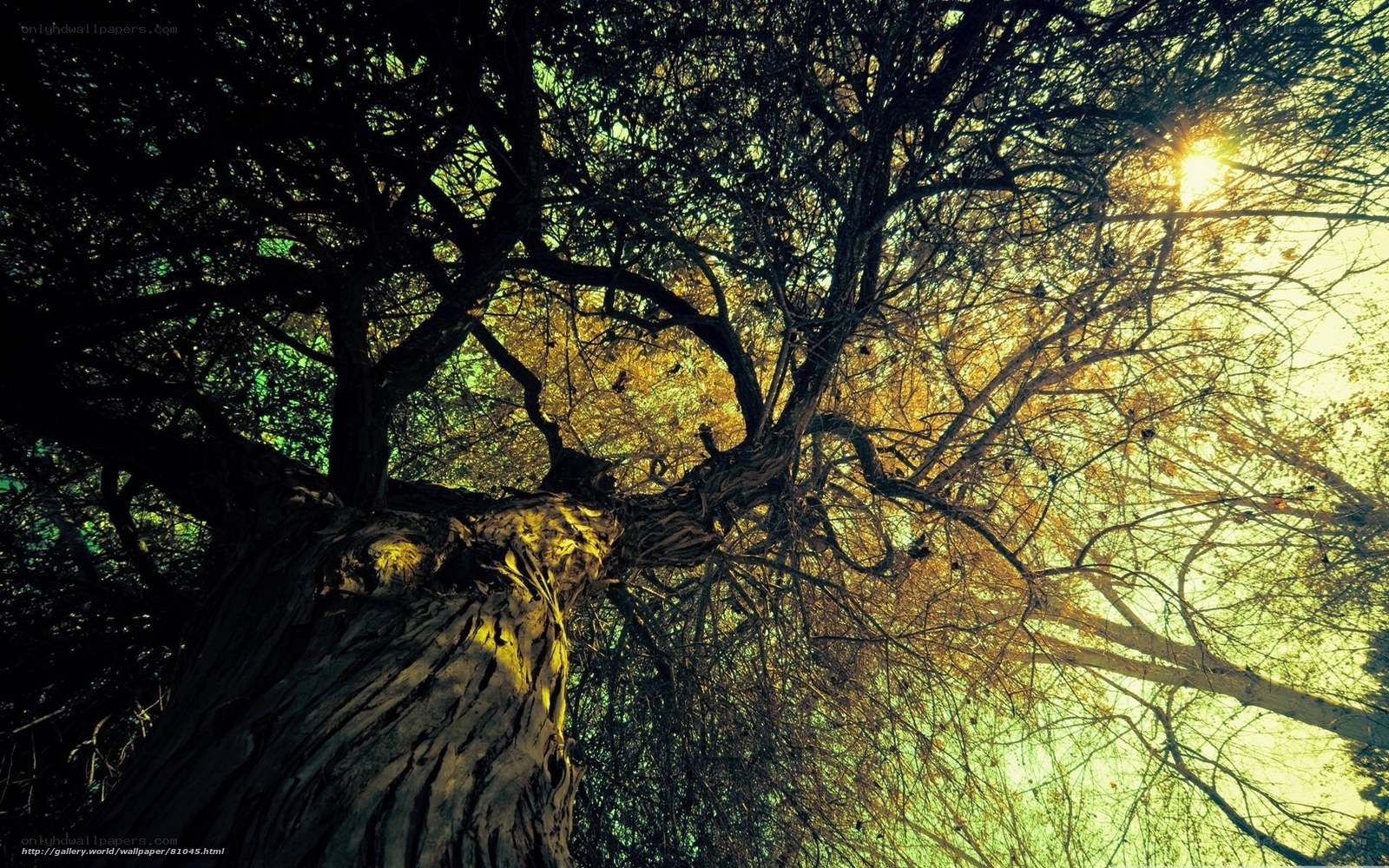 Sunlight through tree branches