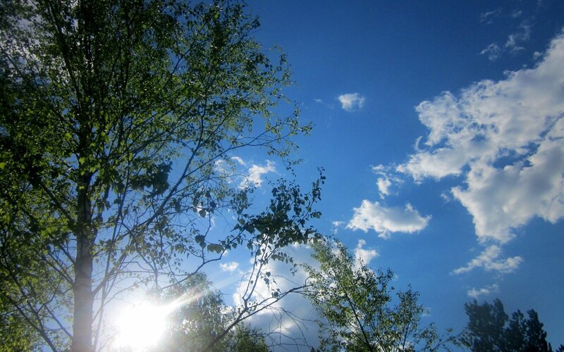 Sunlight through tree branches